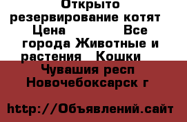 Открыто резервирование котят › Цена ­ 15 000 - Все города Животные и растения » Кошки   . Чувашия респ.,Новочебоксарск г.